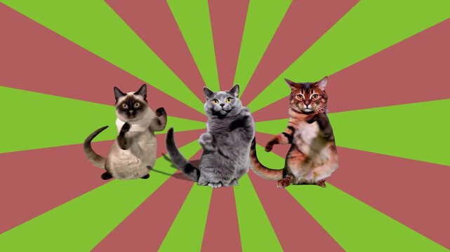 A hilarious internet-culture animation featuring multiple realistic cats standing on their hind legs and dancing together against a rotating green and red retro comic sunburst beam background. Excelle