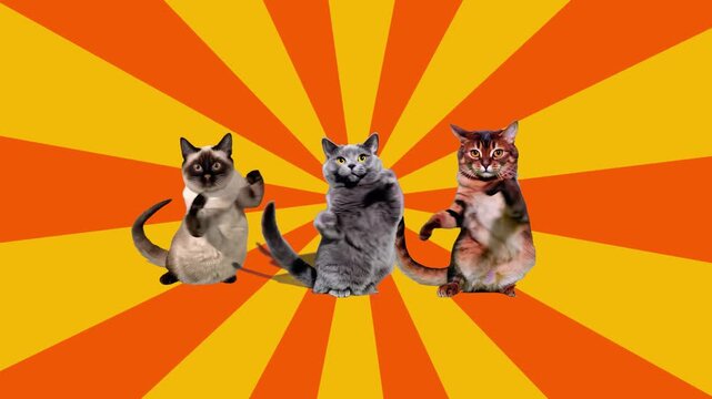 A trio of expressive cats performing a dance routine against a vibrant orange and yellow radial sunburst. This humorous animation is ideal for social media content, memes, or lighthearted advertisemen