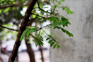 Fresh Green Leaves on a Tree Branch