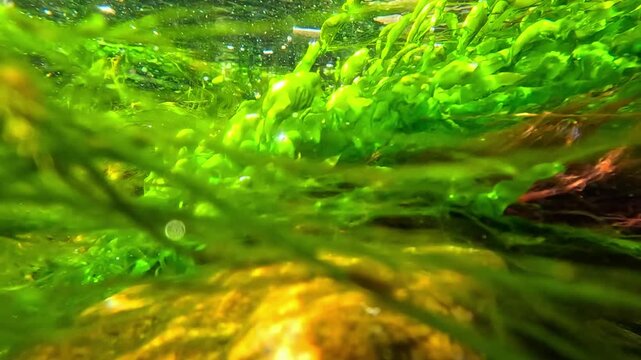 The algal flora of the Black Sea, primarily green algae (Chlorophyta), actively photosynthesize within water currents, producing oxygen and contributing to the oxygenation of marine waters.