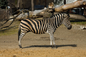 Fototapeta premium Plains Zebra Standing on Sunny Day with Distinct Black and White Stripes