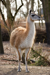 Guanaco Standing in Natural Habitat with Soft Brown Fur and Elegant Long Neck