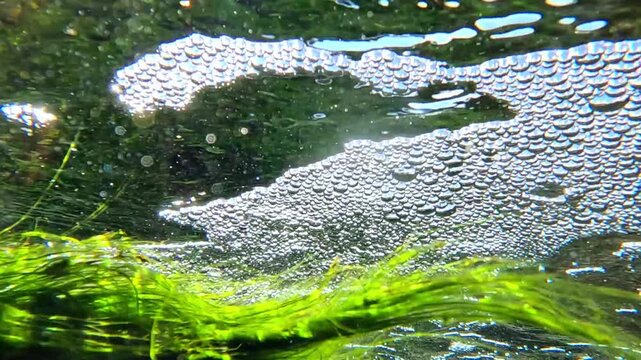 Bottom-up view of green algae in flowing water over white surface foam, Black Sea