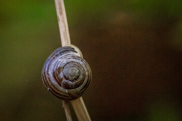 Snail