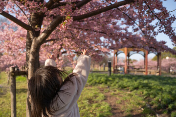 河津桜に手を伸ばす子供