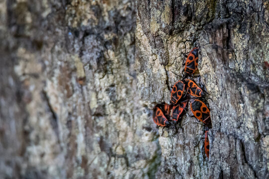 The firebug