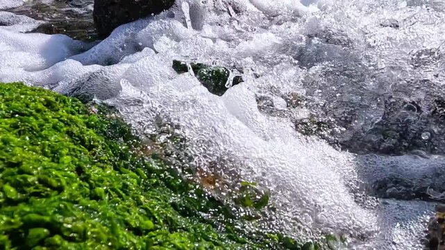 Fresh spring water flows over shell limestone stones colonized by green algae Ulva, Black Sea