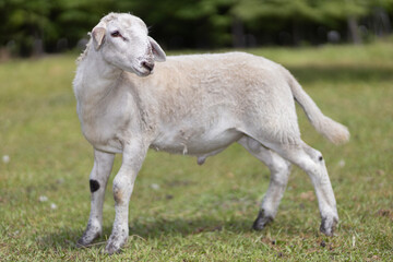 Fototapeta premium Sheep ram a few months old