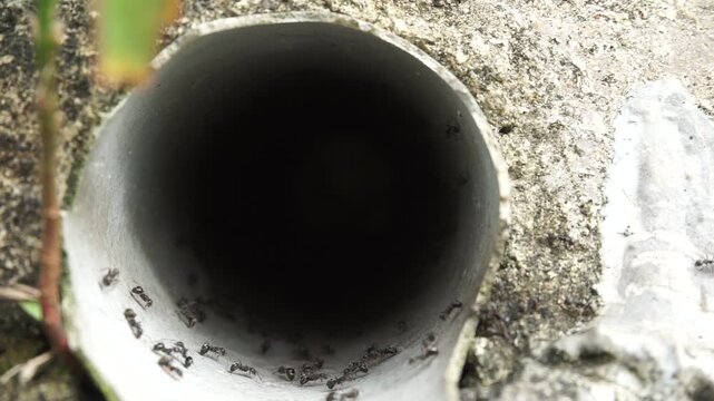A group of black ants are active around the mouth of a PVC pipe drainage hole in a concrete surface, creating a microscopic view of an insect colony in an artificial environment.