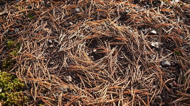 Natural pine needles forming a circular pattern on forest floor