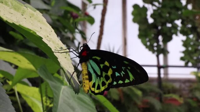 A beautiful view of a green and black birdwing butterfly resting on a plant in the garden.