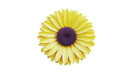 Yellow Gerbera Daisy with Brown Center on White Background
