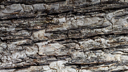 Obraz premium Layered tree bark texture natural wood background