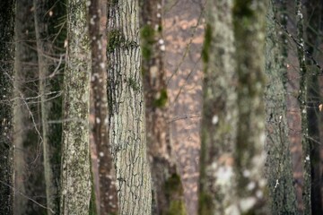 old trees in bialowieza forest poland