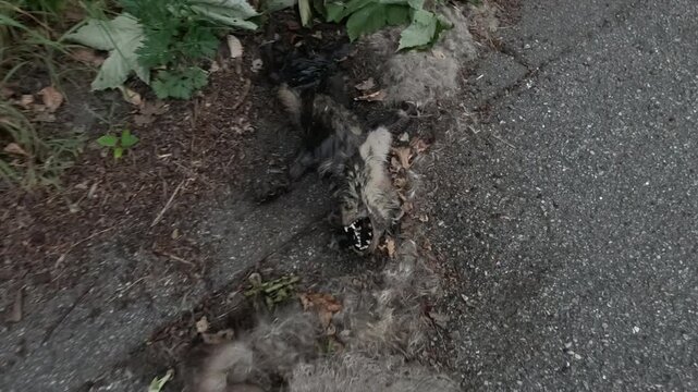 The dead animal lies near the bushes.