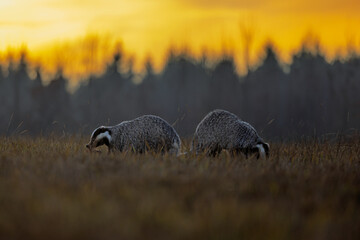 Two European Badger Meles meles foraging in meadow during vivid sunset light © michal