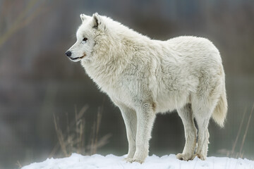 Obraz premium White Wolf Canis lupus standing on snowy rise in soft winter profile