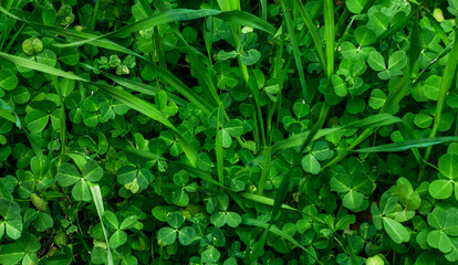 Obraz premium Fresh green background made of small real plants and natural foliage. Lush botanical texture with vibrant green leaves creating an organic pattern. Perfect for eco themes, nature design, sustainabilit