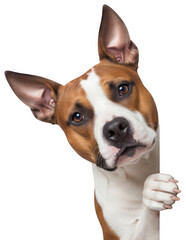 staffordshire terrier dog png staffy dog peeking png pet dog png transparent background image