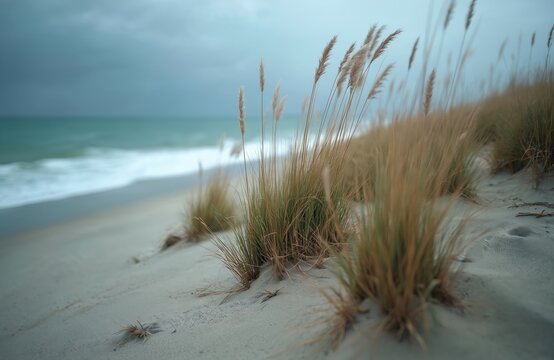Seaside sand dune with tall dry grass and ocean waves in distance. Natural coastal landscape, beach grass, sea breeze, quiet atmosphere, cloudy sky.