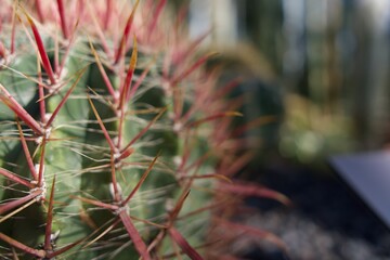 Obraz premium Cactus close up in botanical garden