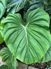 Large tropical green leaf texture background © LENIR
