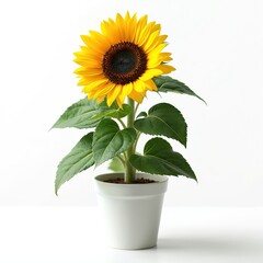 Obraz premium Bright yellow sunflower grows in white pot against plain background. Green leaves and dark center detail bright petals. Plant is healthy, vibrant, studio shot, isolated.