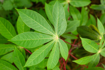 Top view of cassava leaves forming a radial pattern with vibrant green foliage in natural outdoor environment.