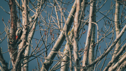 Obraz premium A little woodpecker chilling in the trees 