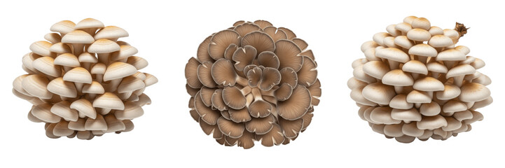 Hericium erinaceus lion’s mane mushroom isolated on white background white cascading spines fungus, Hericium erinaceus yamabushitake 山伏茸 medicinal edible mushroom macro mycology specimen © JamMoro