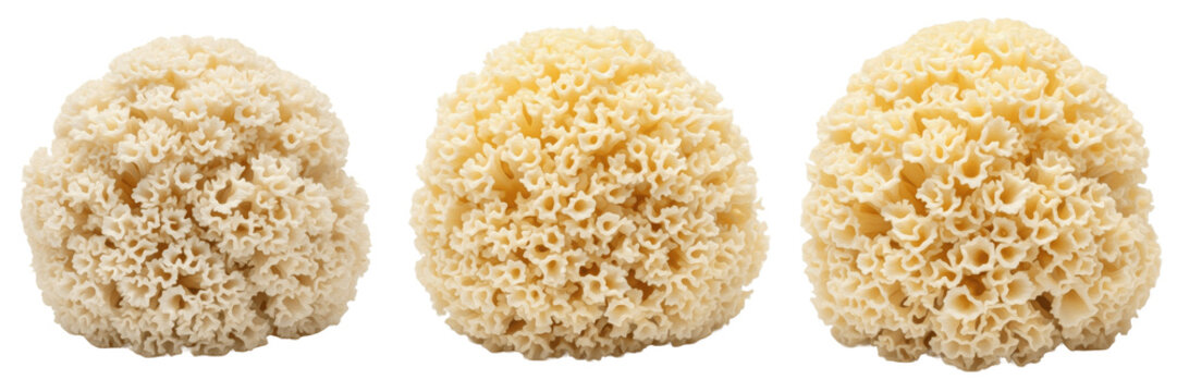 Sparassis crispa cauliflower mushroom isolated on white background curly cream folds edible wild fungus macro specimen, Sparassis crispa cauliflower fungus woodland mushroom species mycology taxonomy 