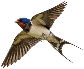 Obraz premium barn swallow bird png flying swallow bird png small bird png transparent background image