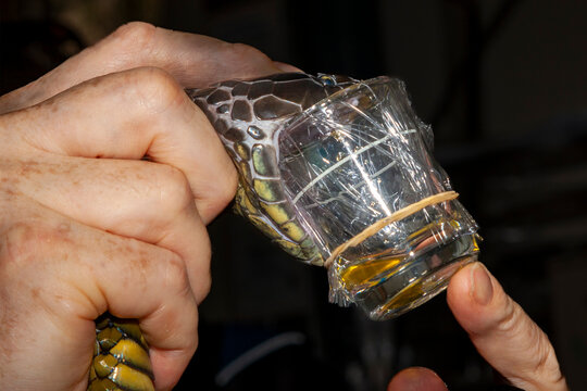 Snake handler milking Australian Tiger Snake for venom