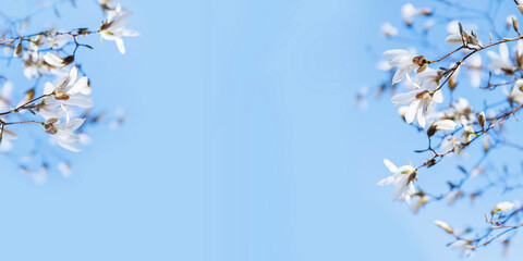 Floral Border Design for Spring Greetings © svittlana