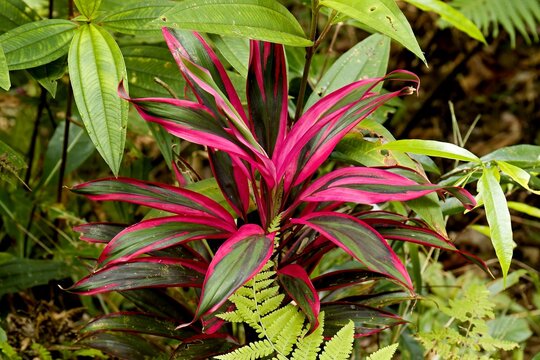 Palm Lily (Cordyline fruticosa) at Salakot Falls on Palawan Island. Philippines. Asia.