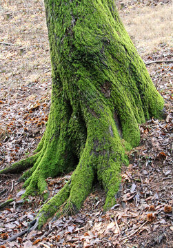 muschio verde sul tronco