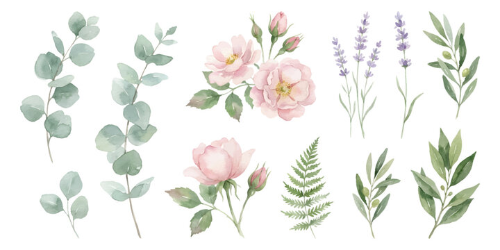 Watercolor set of floral and botanical elements, pink roses, eucalyptus branch, purple lavender sprigs, green fern fronds, and olive branches