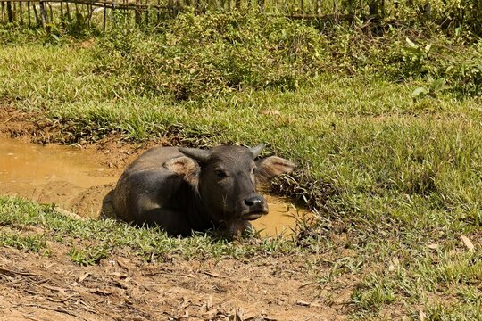 Philippines Water Buffalo (Bubalus bubalis) in Ransang River Valley on Palawan Island. Philippines. Asia.