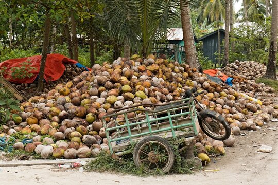 Coconuts on Bancalan Island in Bancalaan village, Balabac islands. Philippines. Asia.