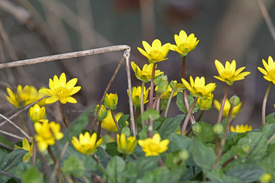 annuncio di primavera; favagello (Ranunculus ficaria)