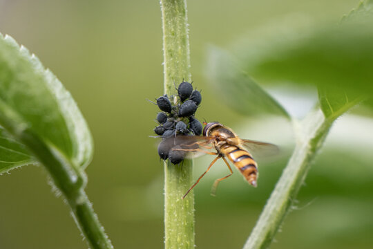 Hoverfly feeding on aphids on green plant stem &ndash; macro wildlife photography