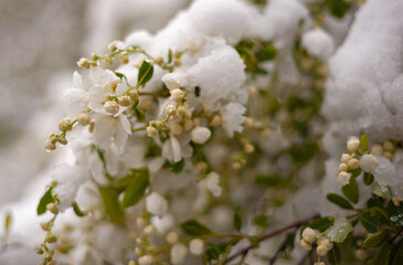Close-up of flowers blooming in a garden during a sudden late spring snowfall.	