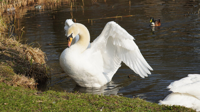 Elegant Swan On Peaceful Shore. Solitary Swan Showcasing Wings Amid Tranquil Lakeside Scene