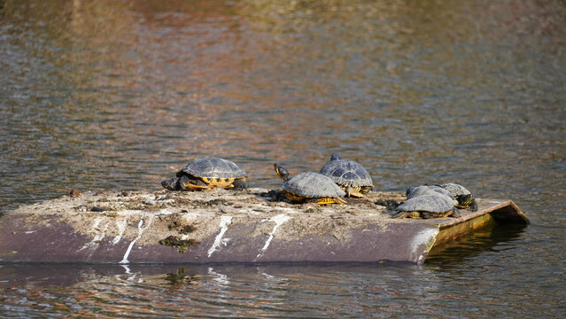 Sunlit Turtles Resting On Textured Wood Logs. Cluster Of Turtles Enjoying Warm Sunlight On Fallen Logs Hanover Maschpark