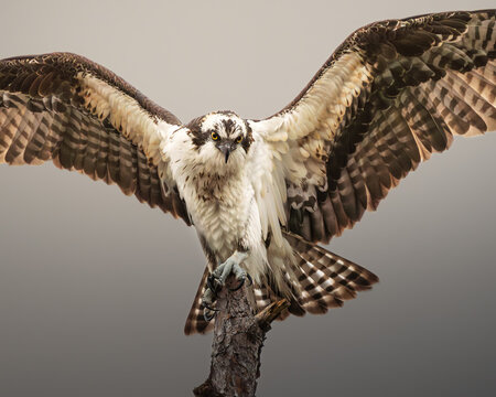 An osprey perched on a weathered branch, captured in a quiet moment of rest.