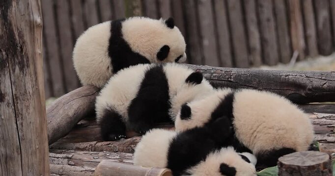 Four baby giant pandas playing outdoors