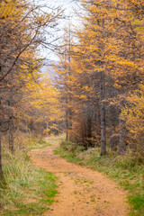 Fototapeta premium Hiking path through the Halsaskogur forest in Iceland
