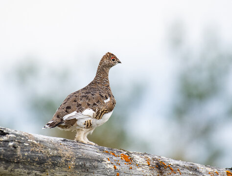 Rock ptarmigan in the beautiful nature of island of Hrisey in Iceland