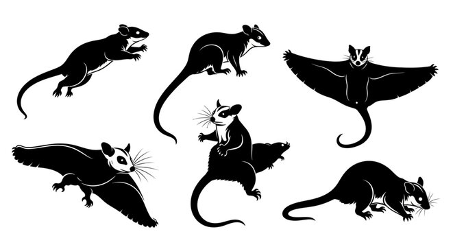Set of Australian marsupials silhouettes: possums, sugar gliders, and kangaroos, isolated on white.