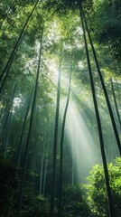 Obraz premium Sunlight Rays Pierce Through Misty Bamboo Forest